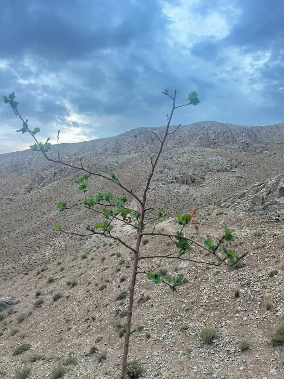 جنگل زالزالك
