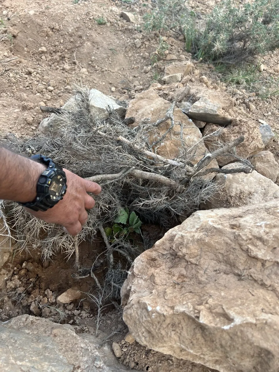 کاشت نهال بلوط