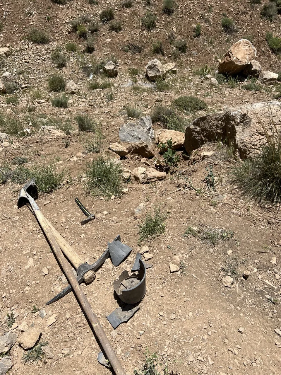 نهال بلوط